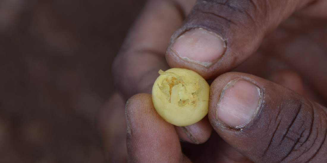 Mahua Flowers: A Natural Marvel for Pregnant Women